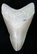 , Serrated Megalodon Tooth, Lee Creek #12189-1